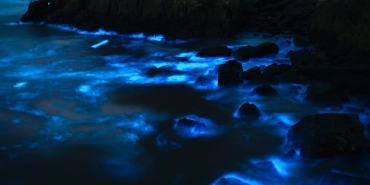 Alglerin-Cogalmasinda-Sicaklik-ve-Isigin-Belirleyici-Rolu-featured