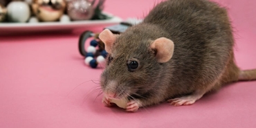 Anadolu8217nun-Gizemli-Kemirgeni-Ova-Sicani-Artik-8216Palyoora-anatolica8217-featured