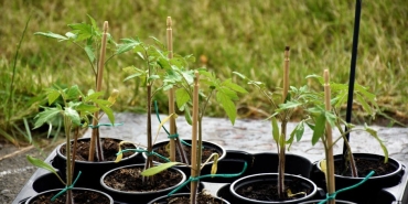 Kazakistan-Kaplanlarin-Donusu-Icin-Milyonlarca-Fidan-Dikti-featured