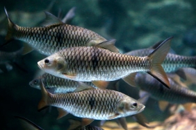 Bilim-Dunyasindan-Uc-Kritik-Gelisme-Super-Elmaslar-Kuculen-Baliklar-ve-Antik-Karbon-featured