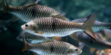 Bilim-Dunyasindan-Uc-Kritik-Gelisme-Super-Elmaslar-Kuculen-Baliklar-ve-Antik-Karbon-featured