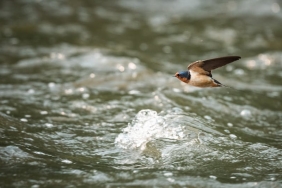 Doganin-Hiz-Rekortmenleri-Havada-Karada-Suda-En-Hizli-Canlilar-Kimler-featured