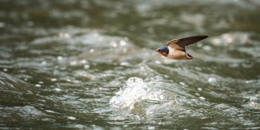 Doganin-Hiz-Rekortmenleri-Havada-Karada-Suda-En-Hizli-Canlilar-Kimler-featured