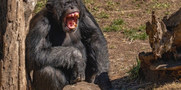 Gombe8217de-Patlak-Veren-500-Yillik-Sempanze-8220Ic-Savasi8221-featured