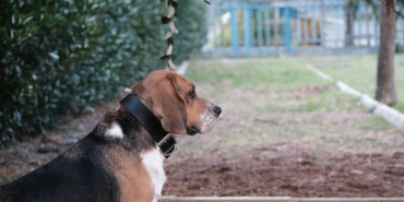 Kopeklerde-DEHB-Benzeri-Durum-Gozlemlendi-Uzmanlar-Acikladi-featured