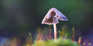 Mantarlarin-Bilinmeyen-Zekasi-Beyinsiz-Canlilarin-Gizemli-Iletisimi-featured