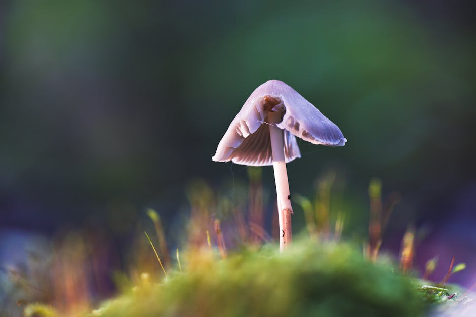Mantarlarin-Bilinmeyen-Zekasi-Beyinsiz-Canlilarin-Gizemli-Iletisimi-featured